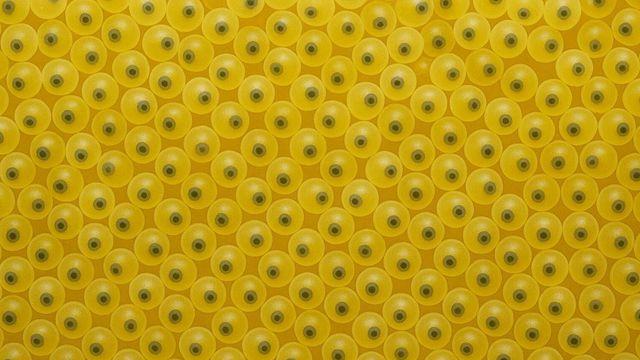 무려 3만 2000마리 와글와글…최근 한탄강에 떼로 풀린 '이 생명체' 정체