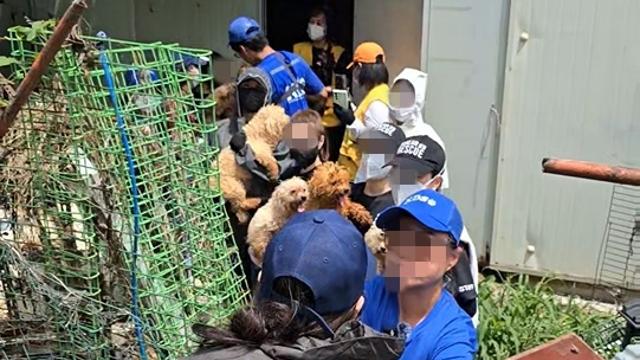 “오물 묻고 구더기 우글”…인천 강화도서 개 300마리 구조