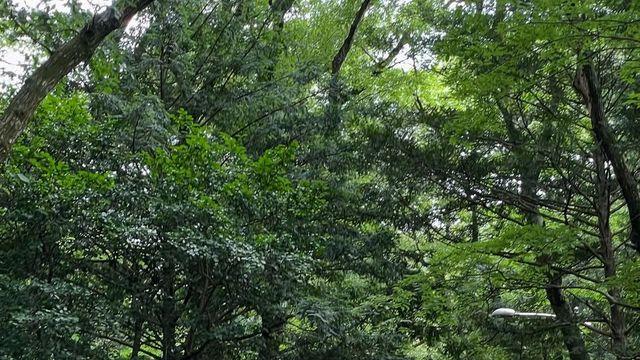 '나무보다 싱그러운 서지혜?' 숲길 런웨이 만든 산책룩 소환
