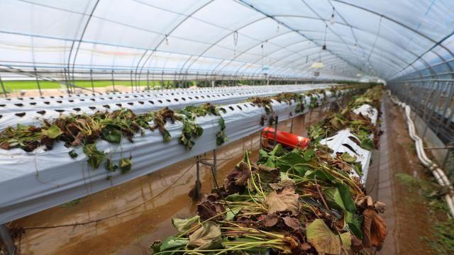 极端天气冲击水果供应 中秋礼盒供货或受影响