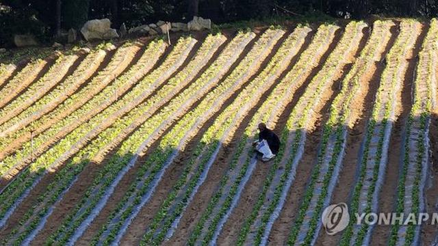 '여름 피서지' 대관령조차 낮 최고 33.2도…역대 가장 무더워