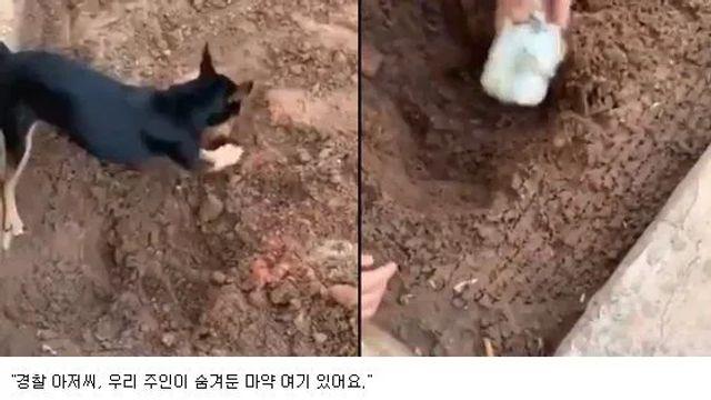 주인 배신하고 경찰견에 특채 된 강아지..mp4,,