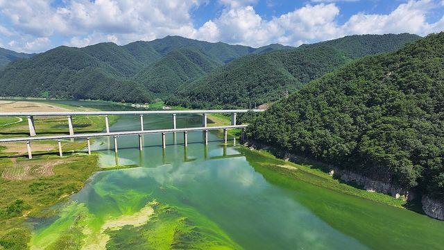 '수도권 식수원인데'…인제 소양호 상류 녹조 확산 비상