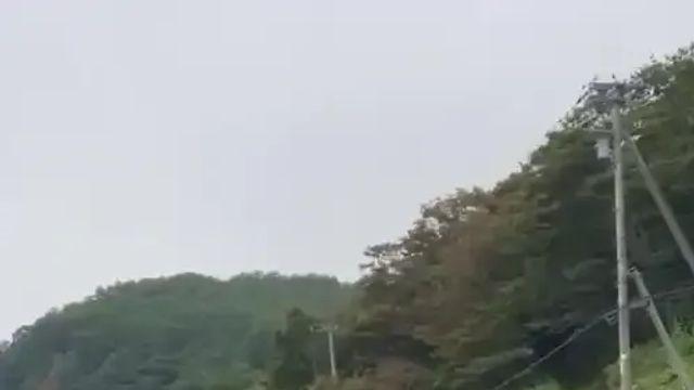 일본 도로에서 사슴 사냥하는 곰