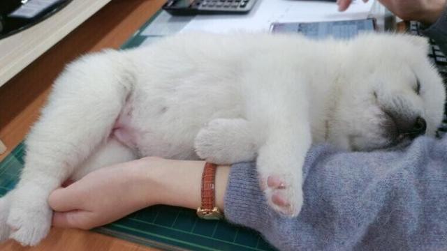 낙하산은 이렇게 근무해도 됨!?