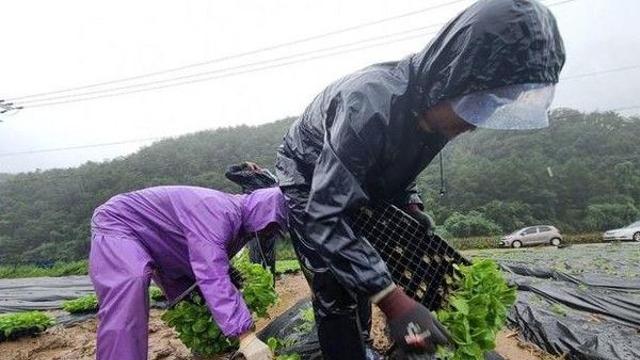 폭염·폭우에 병충해까지···‘삼중고’ 맞이한 농가