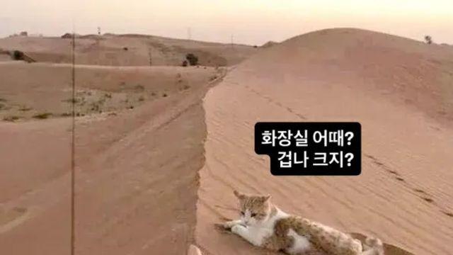 고양이의 넓은 화장실,,