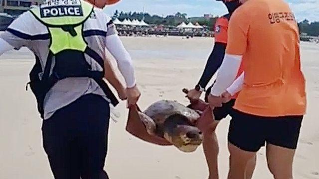 제주 표선해수욕장서 등딱지 다친 멸종위기 붉은바다거북 구조