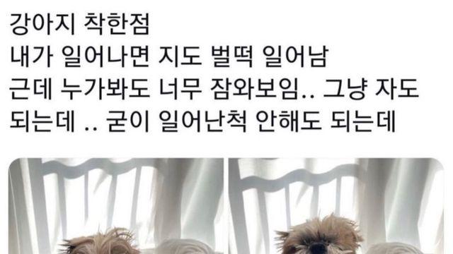 강아지가 진짜 착한점.jpg
