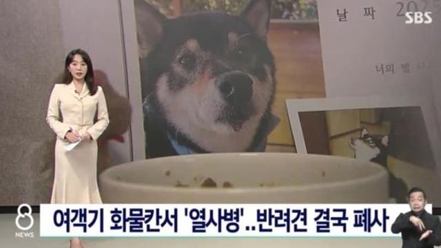 비행기 화물칸에 댕댕이태우고 제주도 가다 폐사…jpg