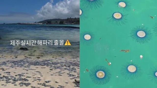 제주 바다에 곰팡이 떼?…휴가객 기겁한 '파란 생명체'의 정체는