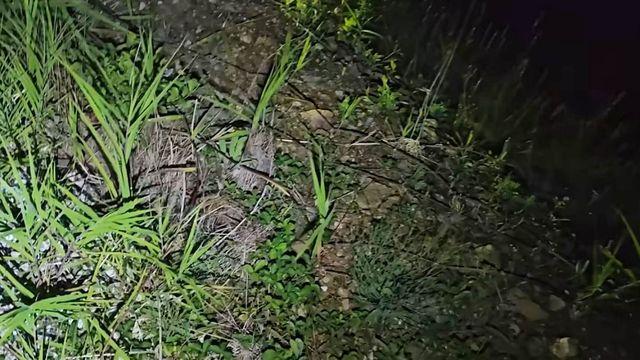 미쳤다…사람 흔적 없는 시골 깊은 산에서 발견된 초고가 '생명체'