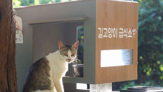 충주 아파트 길고양이 급식소 갈등 ‘해법은 공존’