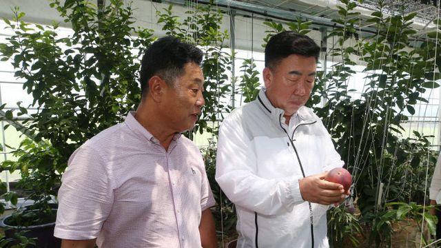 이범석 청주시장, 신소득작목 애플망고 영농현장 방문