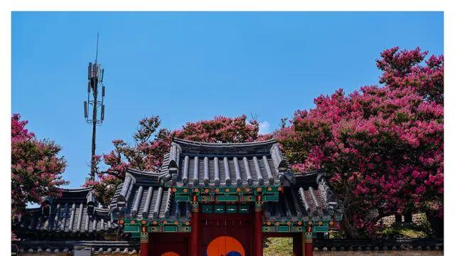 한옥 + 배롱나무 = 아름다움 (13장)