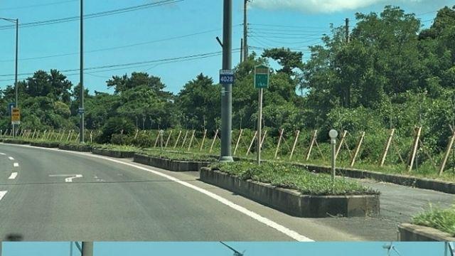 “나뭇가지 부딪혀 생장 못해”.. 가로수 식재 ‘논란’
