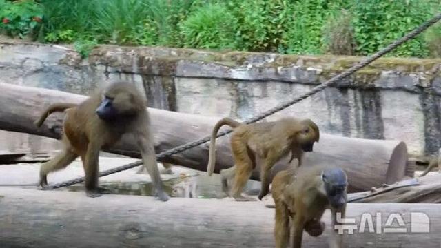 '임시 폐장' 내걸더니…독일 동물원 12발 총성