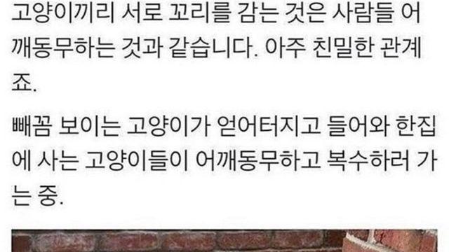 고양이들 왜 이럼!?