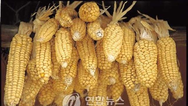 [K-VIBE] 최만순의 약이 되는 K-푸드…옥수수, 여름 이겨내는 화공의 지혜
