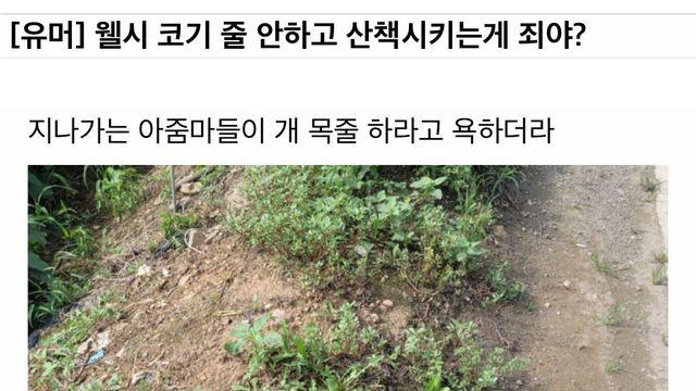 웰시코기 목줄 안하고 산책하는게 죄냐?