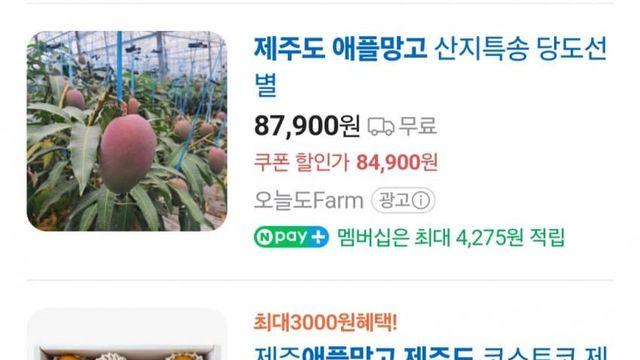 제주도 애플망고 멸망 확정 ㅋㅋㅋㅋㅋ