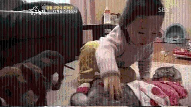 22개월 아기에게 학대당하는 고양이