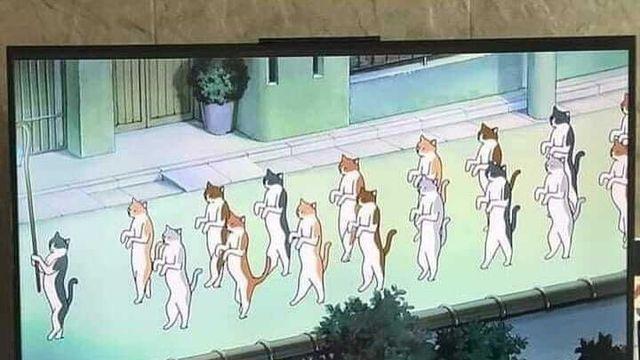 고양이의 보은을 시청 해버린 고양이,,