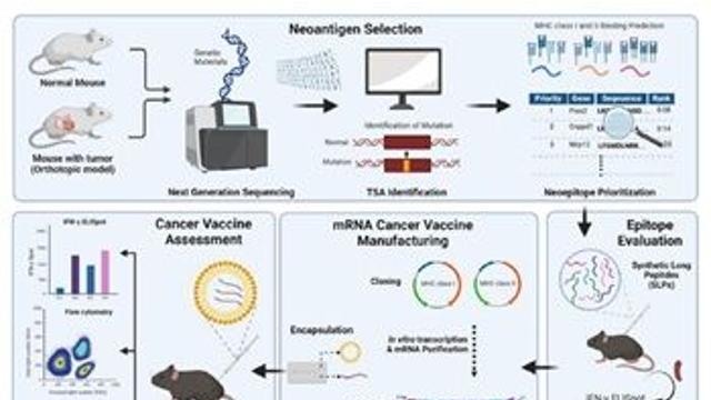 국내 최초 대장암 개인 맞춤형 mRNA 암백신 개발