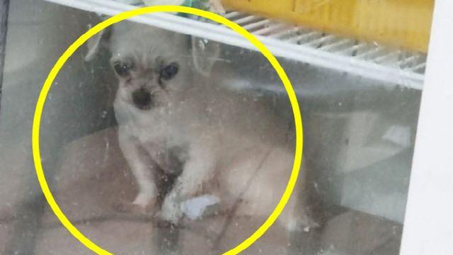 냉장고 속 덜덜 떠는 강아지? “아플까봐” 반전 사연