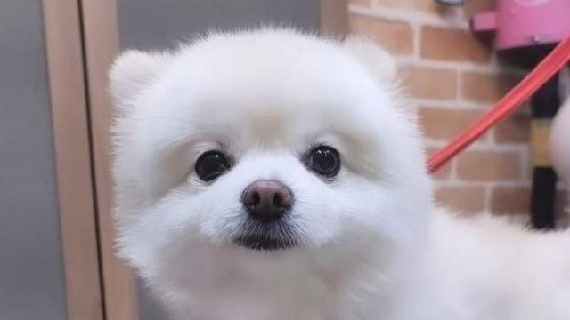 회사에 강아지를 데려왔는데