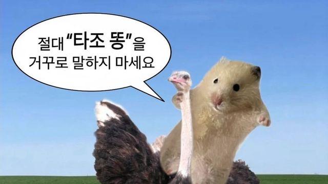 절대 타조 똥을 거꾸로 말하지 마세요.jpg