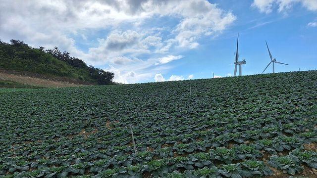 aT, 여름배추 수급 안정위해 4000톤 수매한다