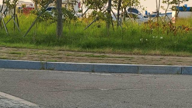 대체 어디서 나타난 거지…한국 한 도시에 떼로 지어 출몰 중이라는 '위험 동물'