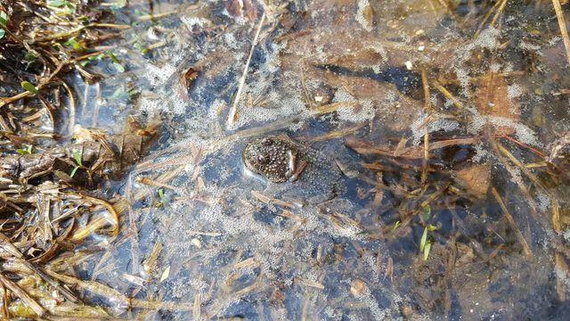 아예 멸종시키기까지... 한국에서 퍼져나가 전 세계 초토화한 동물의 정체