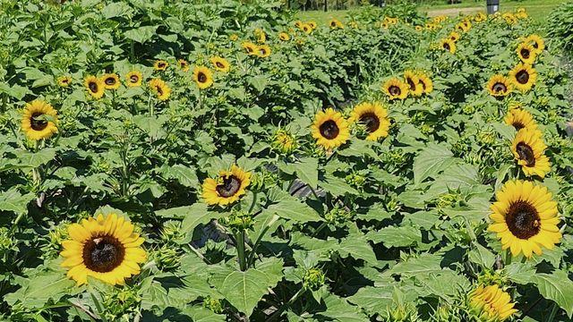 양산 황산공원 해바라기 개화 시작…