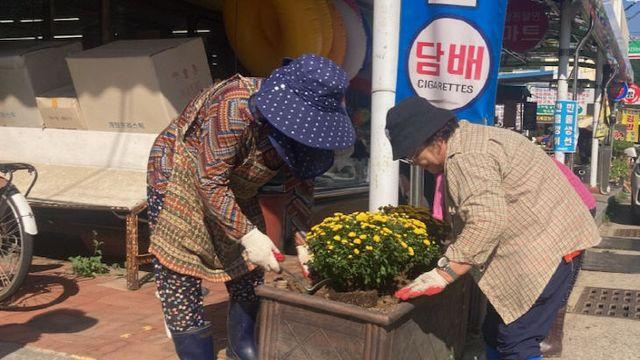 괴산 청천면 여름 꽃길로 환한 거리 풍경 조성