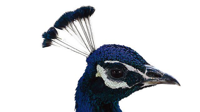 High Jewelry Kingdom