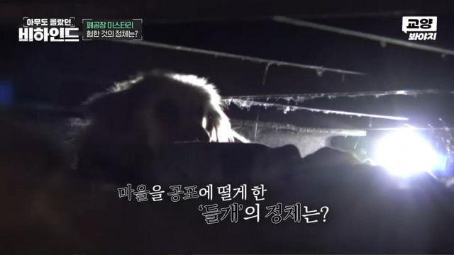 폐공장에 버려진 들개를 구조하는 사람들