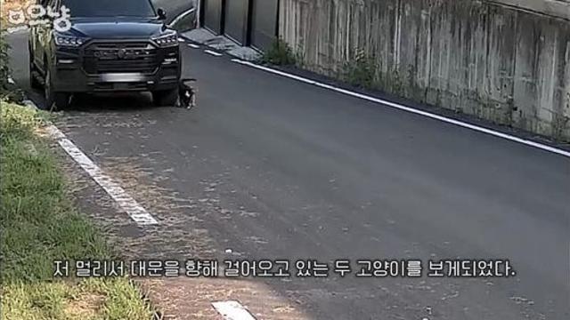 맛있는 밥을 줬더니 친구들을 잔뜩 데려온 대장 털바퀴