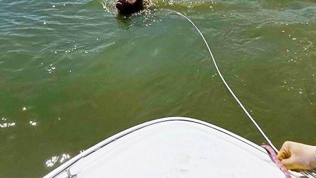 너무 충격적…국내 호수서 대낮에 발견된 무게 600kg '거구의 생명체'