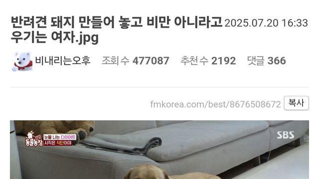 [스압] 반려견 돼지 만들어 놓고 비만 아니라고 우기는 주인,,
