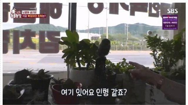 수리부엉이 인줄 알고 키운 식당 사장님