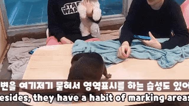 수달의 영역 표시.
