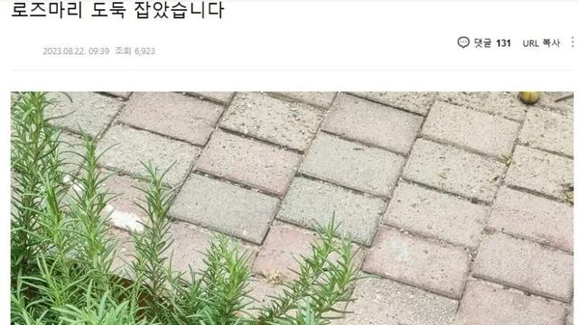 가게 앞 로즈마리 누가 훔쳐갔다는 자영업 사장님,,