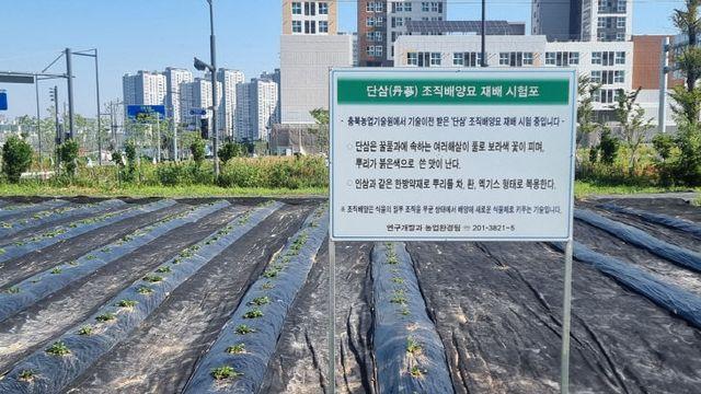청주시농기센터, 단삼 조직배양묘 시험 재배포 조성
