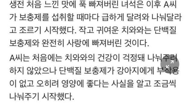 치와와 레전드