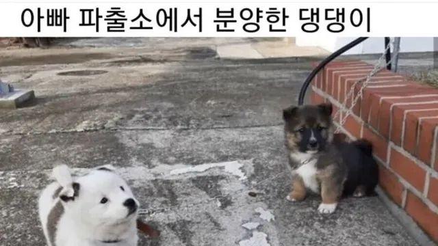 파출소 파수견,,