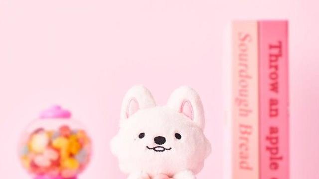 [NC현장] '강다니엘의 다정한 페르소나' 담이, 성수동에 뜬 '냥젤리샵'