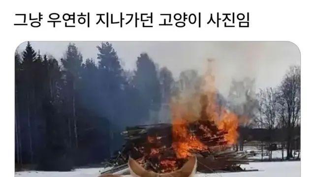 그저 우연히 고양이가 지나가는 사진,,