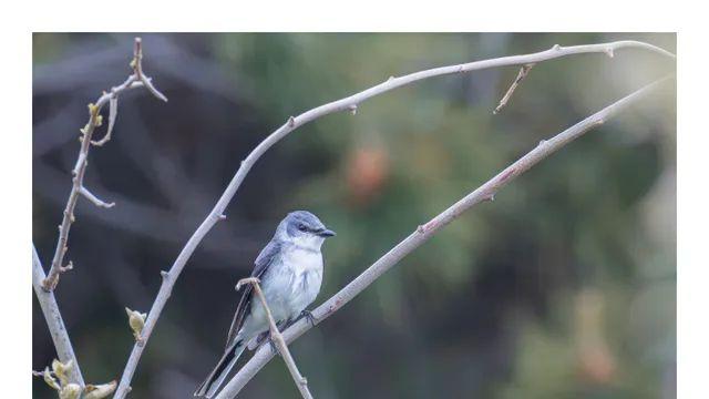 2025.04.19 마라도 탐조 후기 4 )할미새사촌, 황금새 등